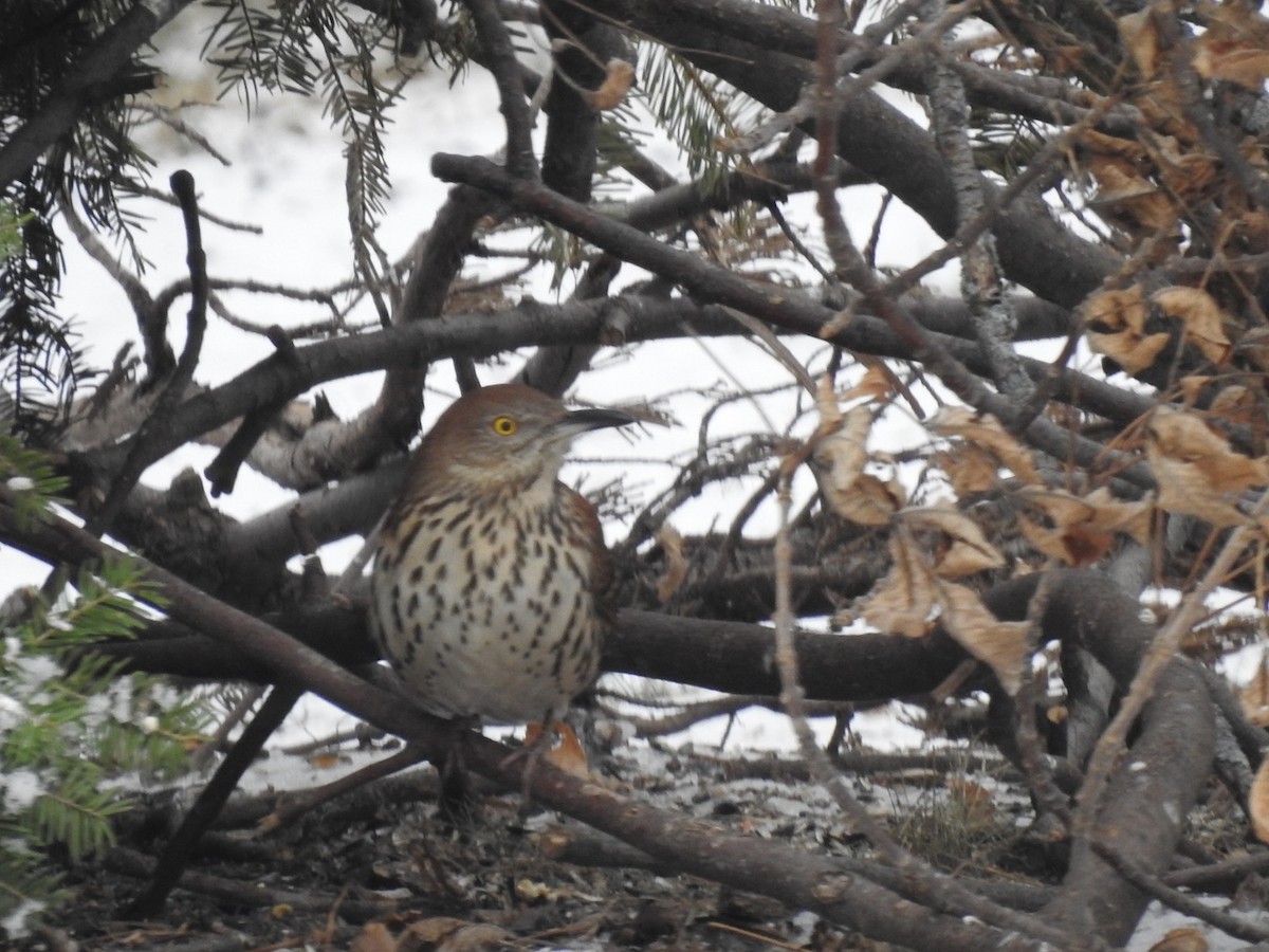 Brown Thrasher - ML299041861