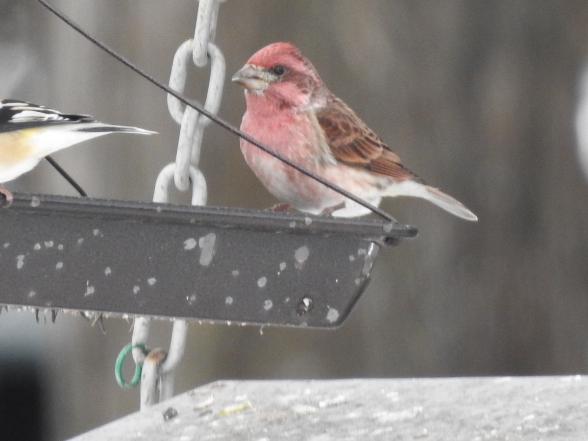 Purple Finch - ML299041941