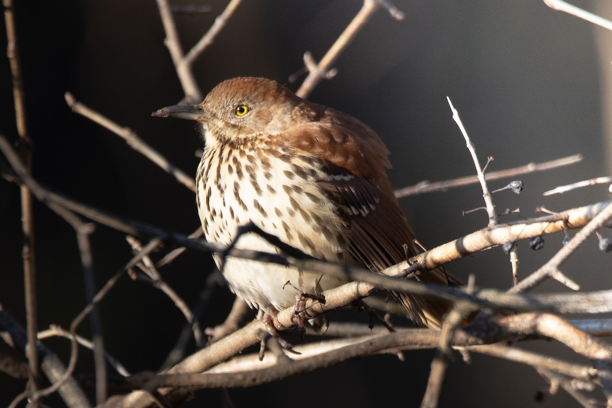 Brown Thrasher - ML299042041