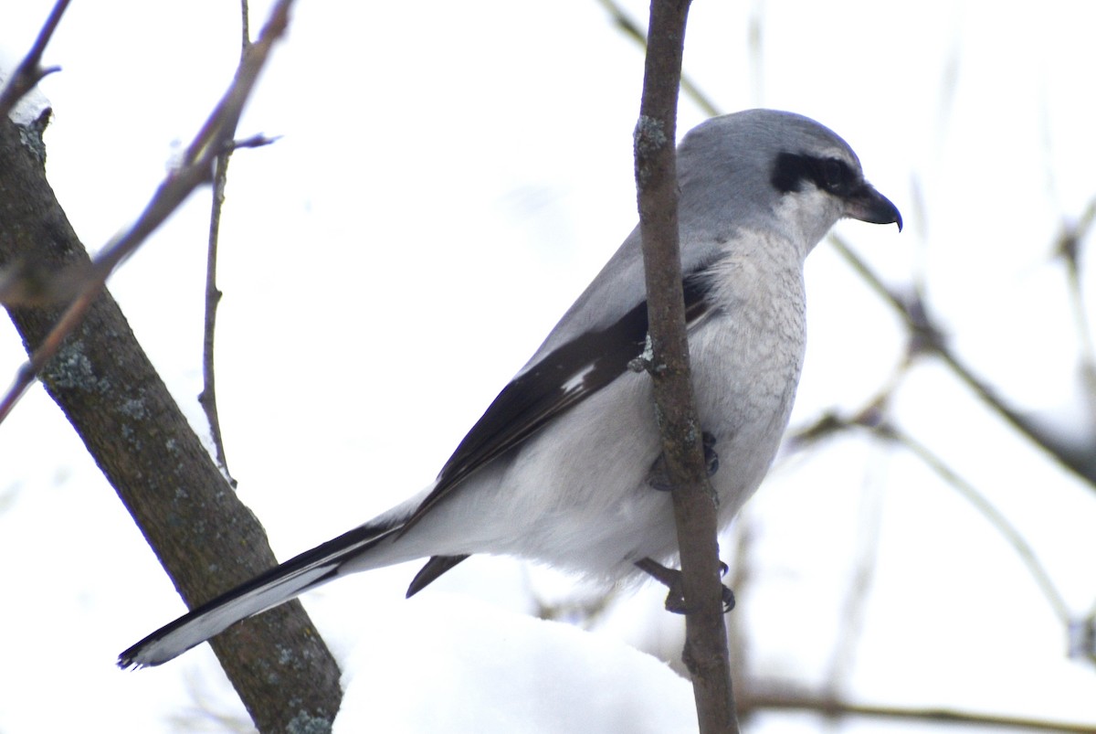 Northern Shrike - ML299042341