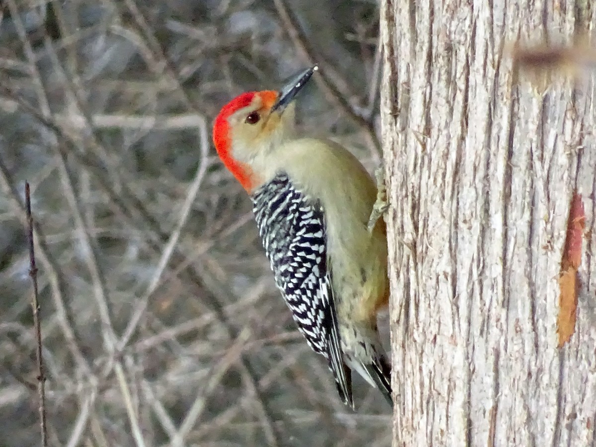 Red-bellied Woodpecker - ML299043561