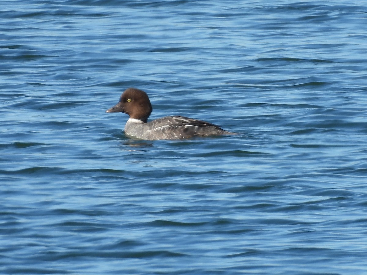 Common Goldeneye - ML299043661