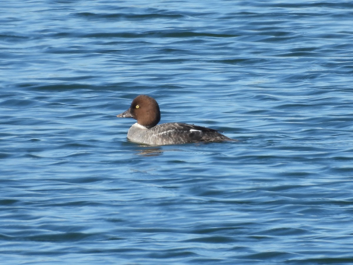 Common Goldeneye - ML299043701