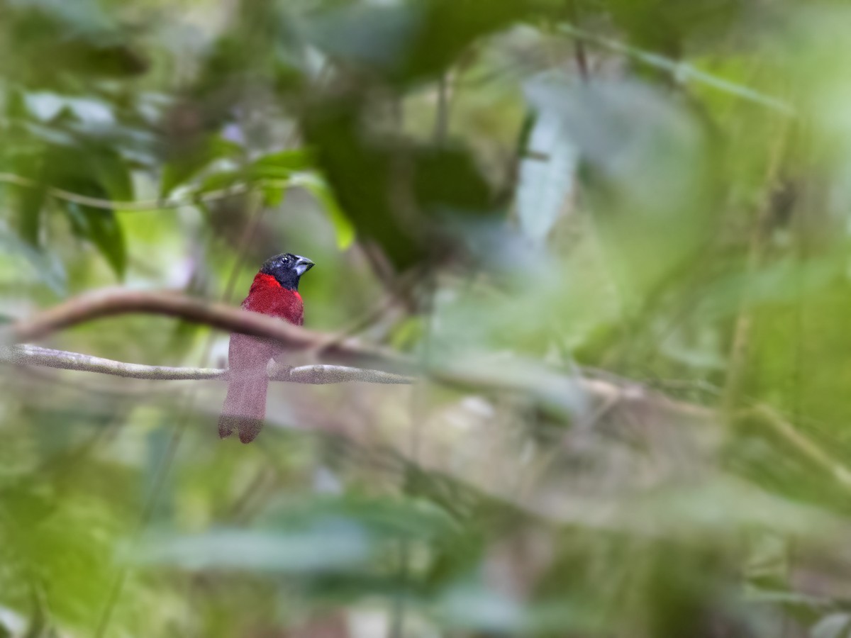 Red-and-black Grosbeak - ML299043881