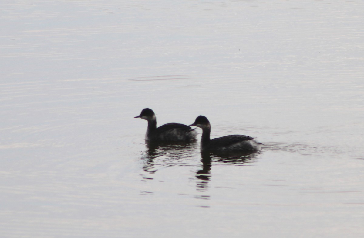 Eared Grebe - Rowan Young-McMurchie