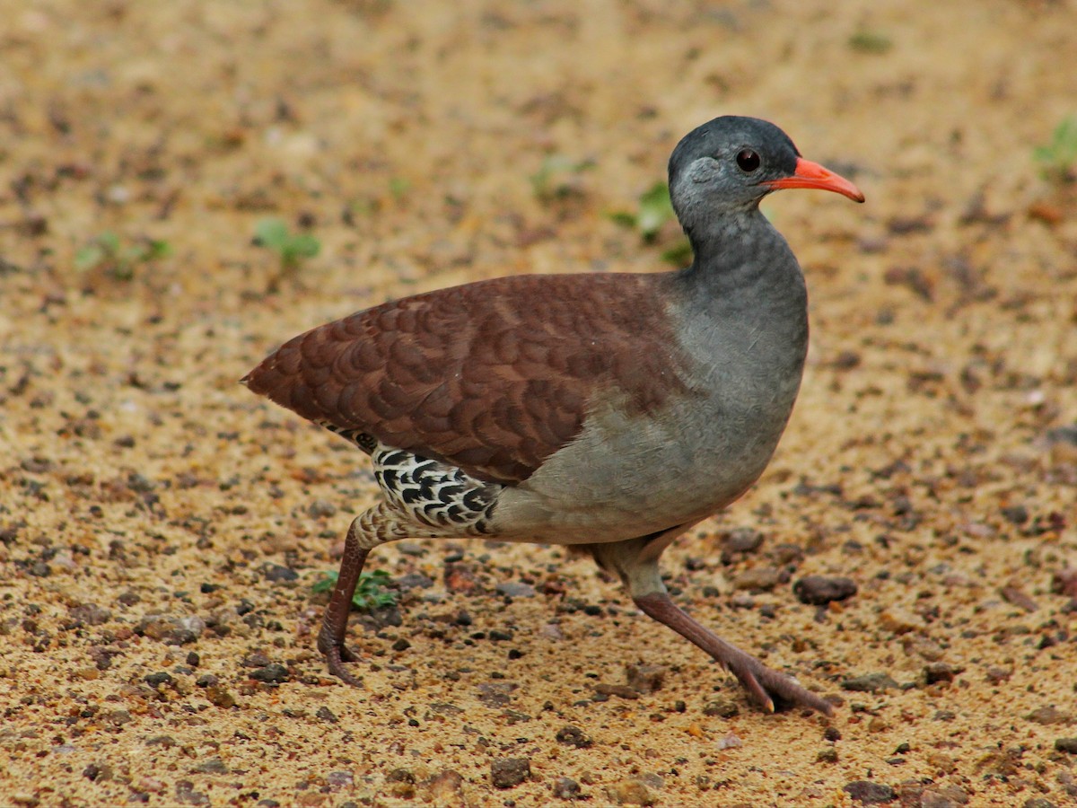 Tataupa Tinamou - ML299044171