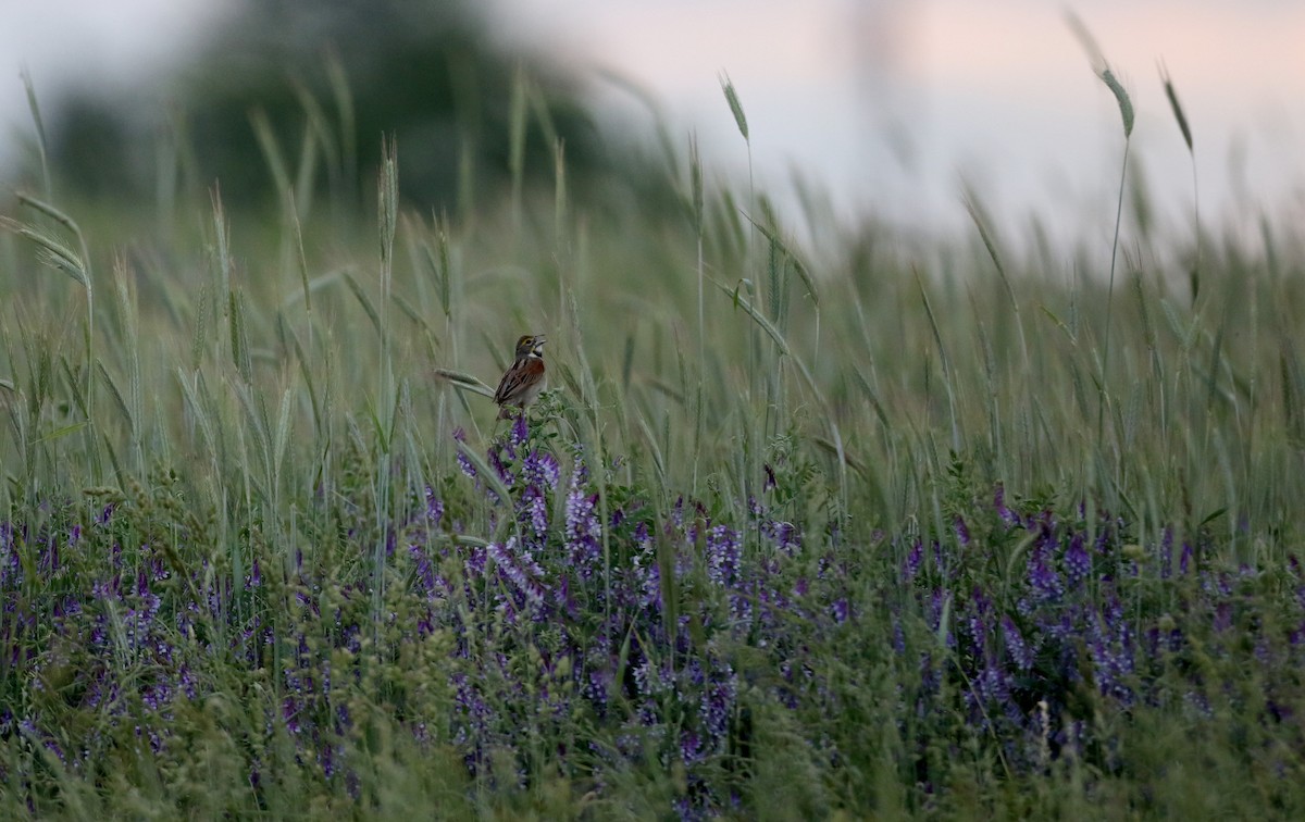 Dickcissel d'Amérique - ML29904541