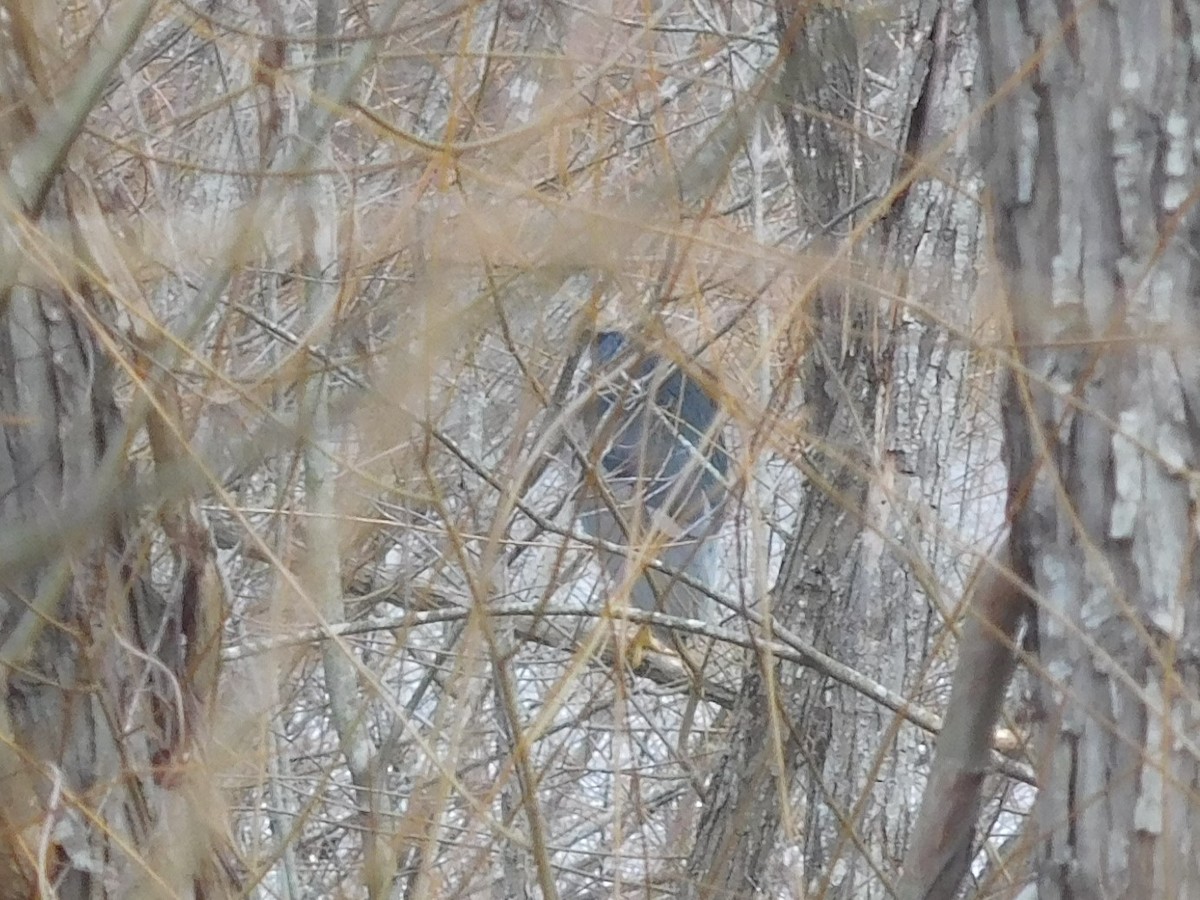 Black-crowned Night Heron - ML299045431