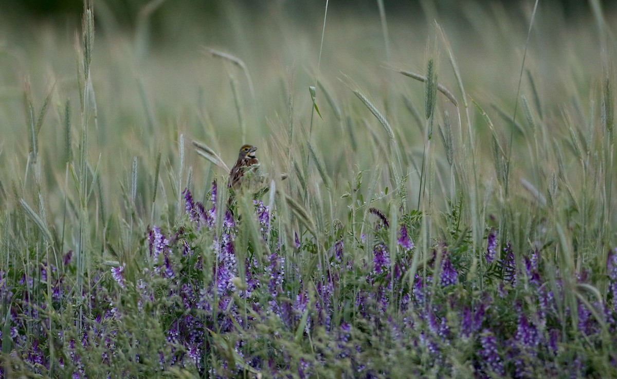 Dickcissel d'Amérique - ML29904561