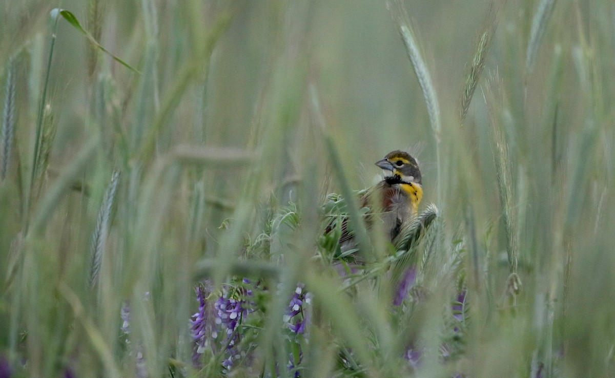 Dickcissel - ML29904571