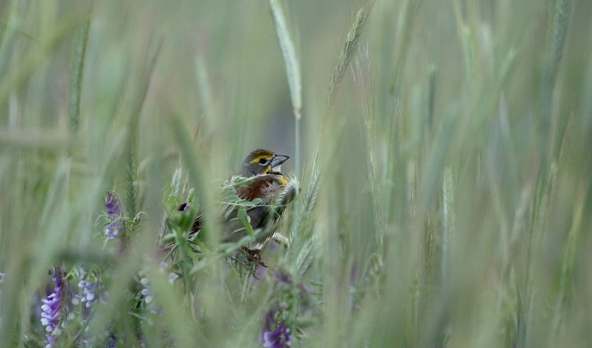 Dickcissel d'Amérique - ML29904581