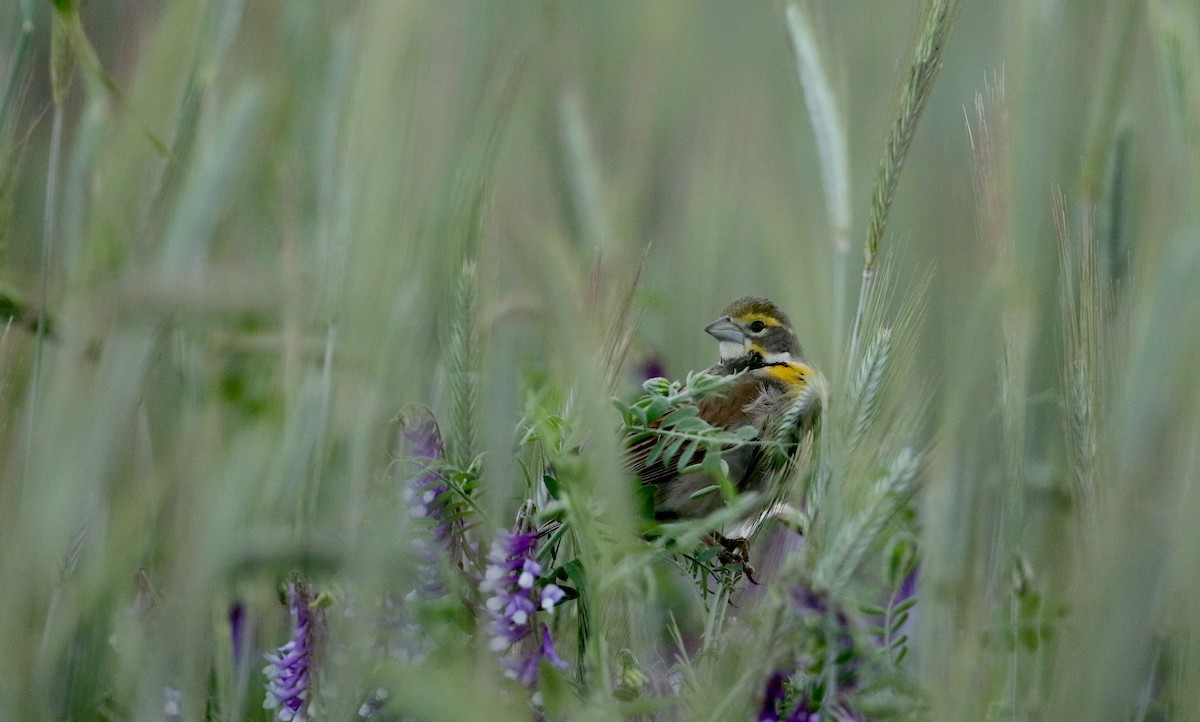 Dickcissel - ML29904601