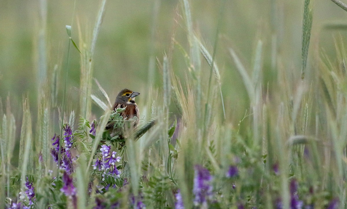 Dickcissel - ML29904621