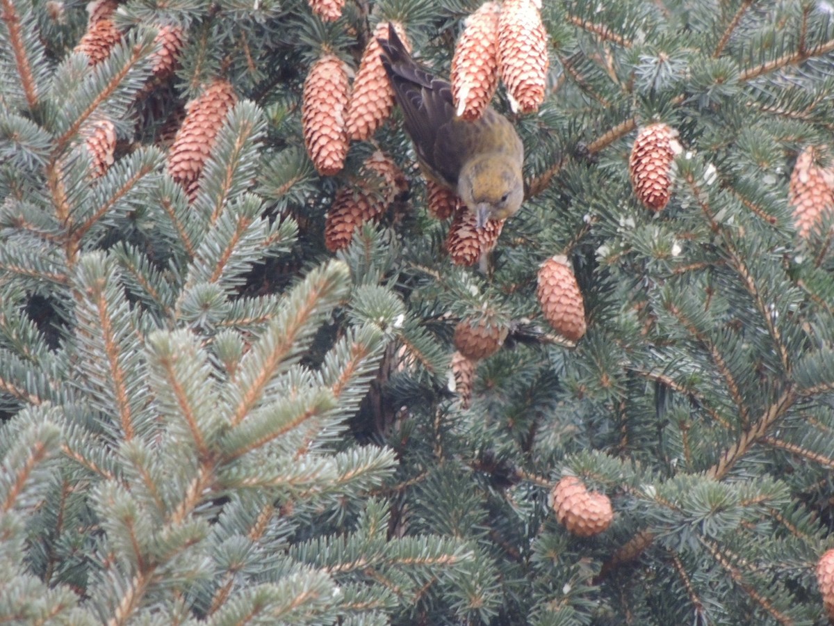 Red Crossbill - ML299047801