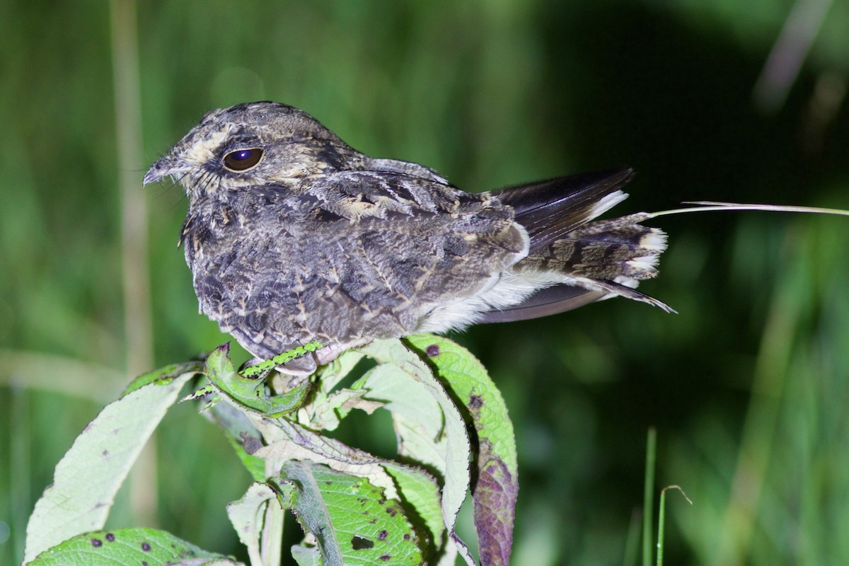 Sickle-winged Nightjar - ML299047811