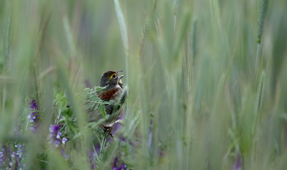 Dickcissel - ML29904801