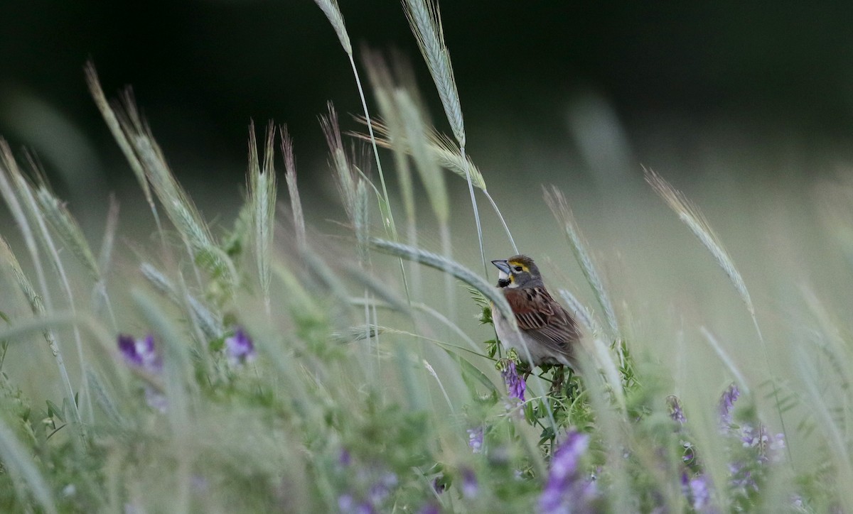 Dickcissel d'Amérique - ML29904811