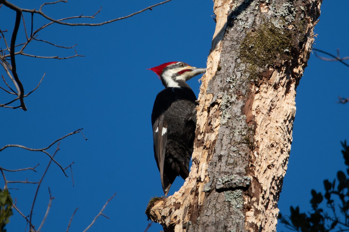 Pileated Woodpecker - ML299048521