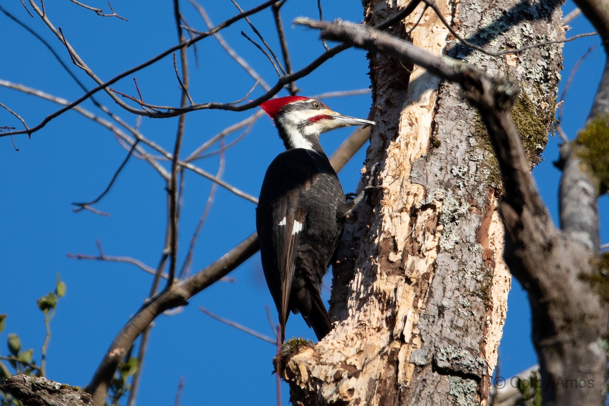 Pileated Woodpecker - ML299048531