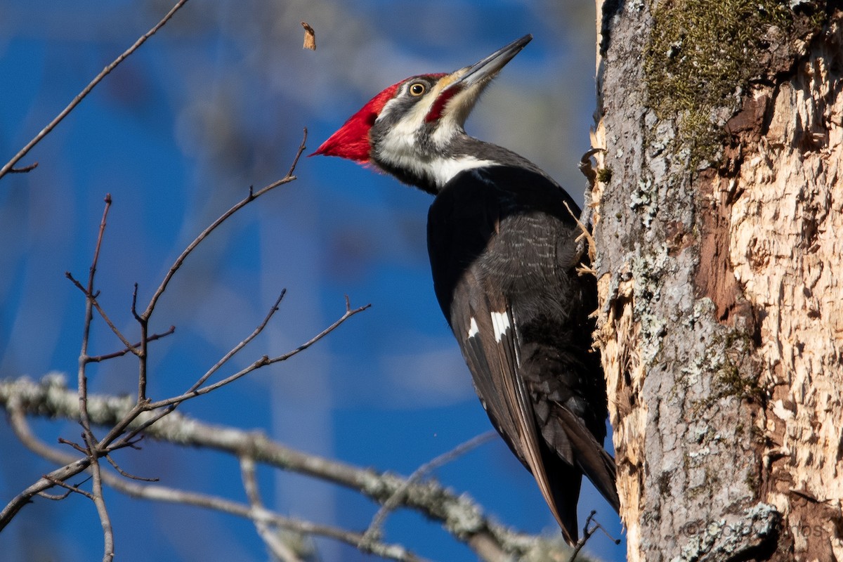Pileated Woodpecker - ML299048551