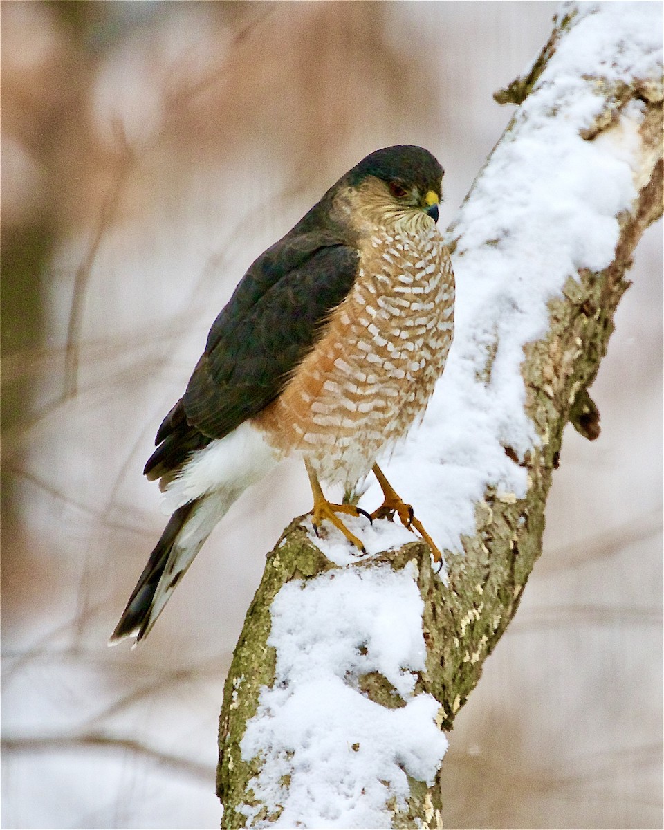 Sharp-shinned Hawk - Jack & Holly Bartholmai