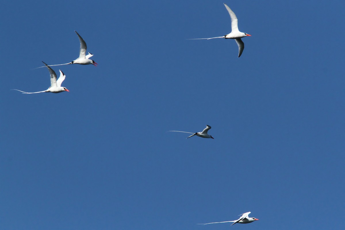 Red-billed Tropicbird - ML299052311