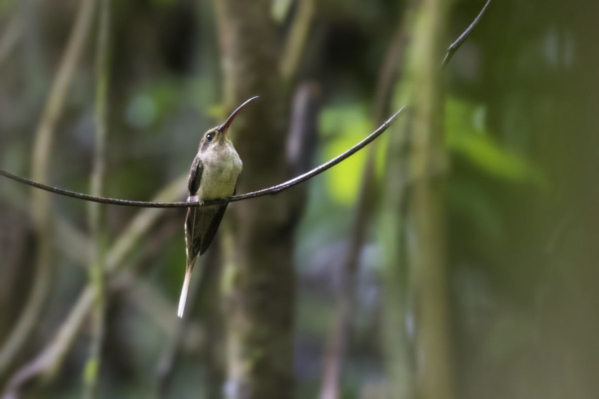 Great-billed Hermit (Margaretta's) - ML299052981