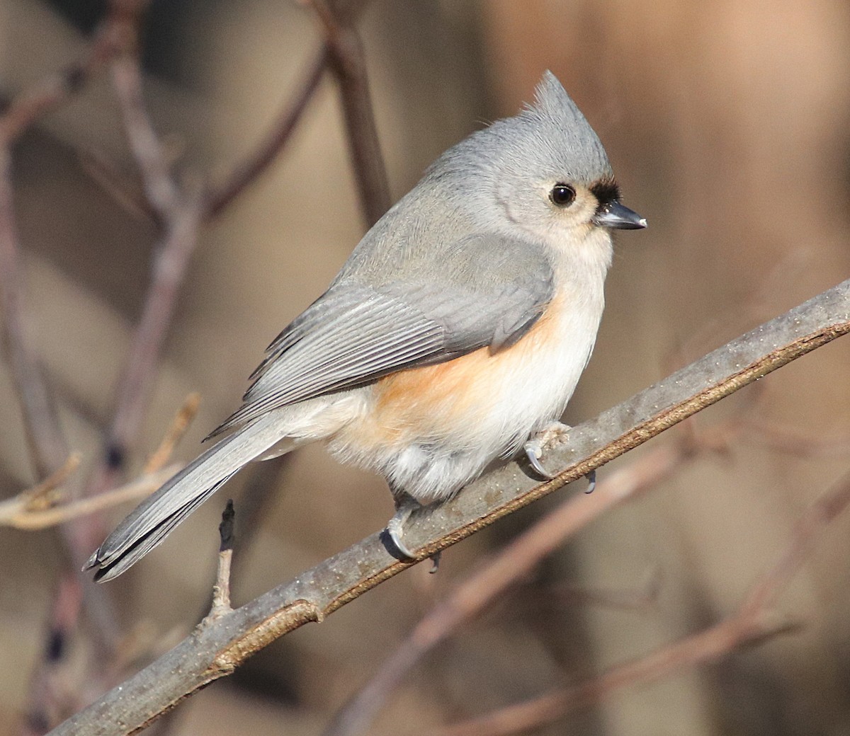 Tufted Titmouse - ML299055041