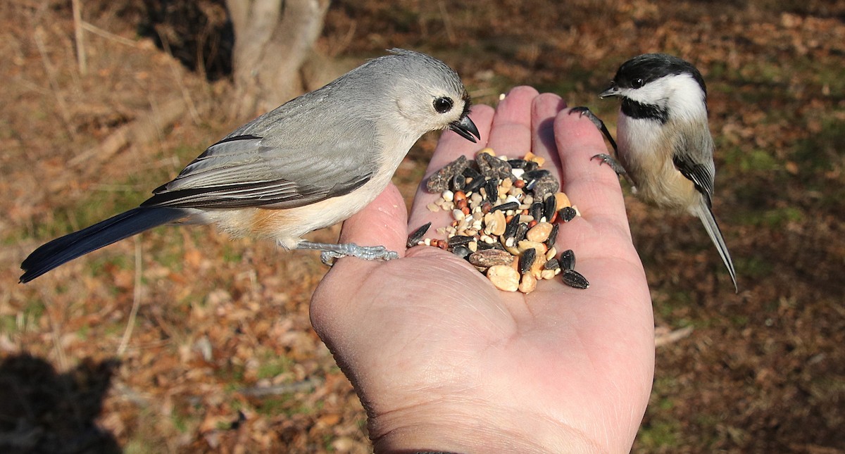 Tufted Titmouse - ML299055411