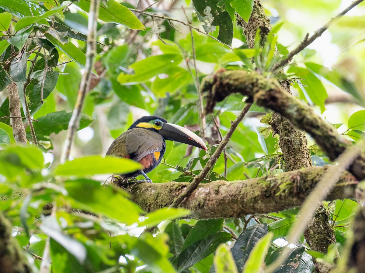 Yellow-eared Toucanet - ML299056461