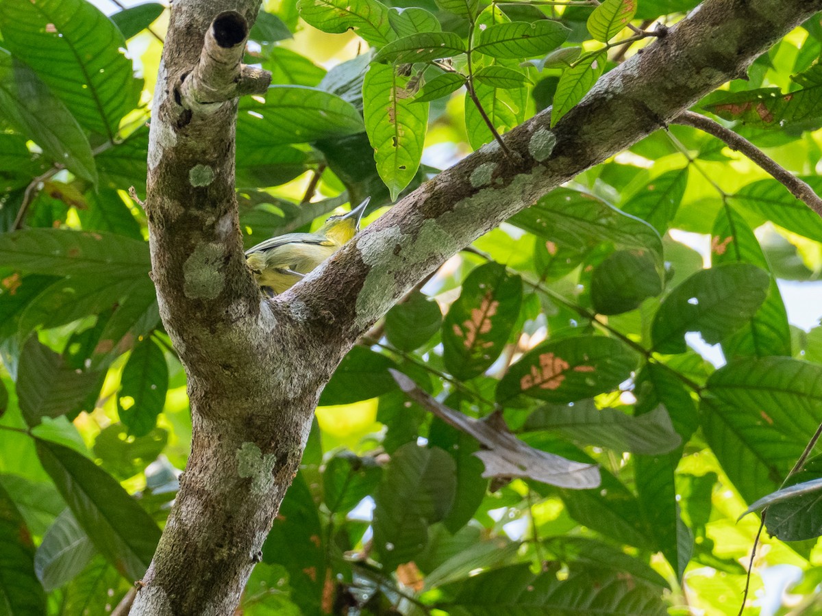 Yellow-browed Shrike-Vireo - ML299056641