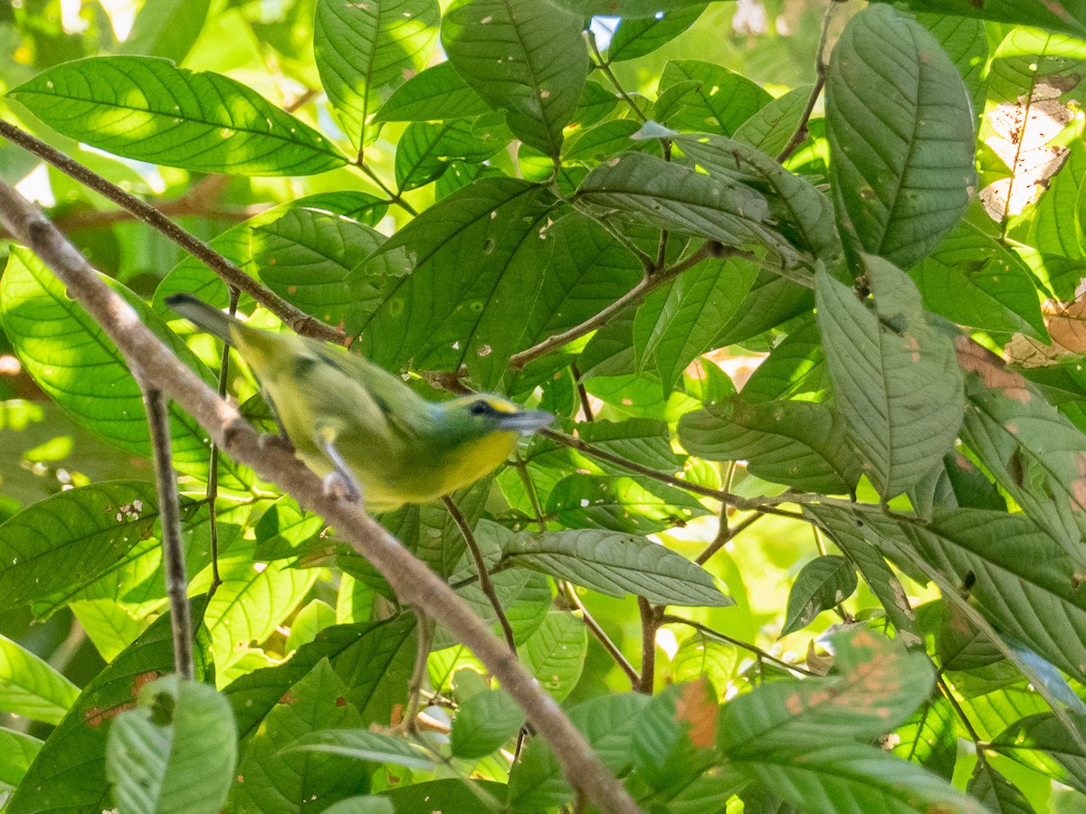 Yellow-browed Shrike-Vireo - ML299056661