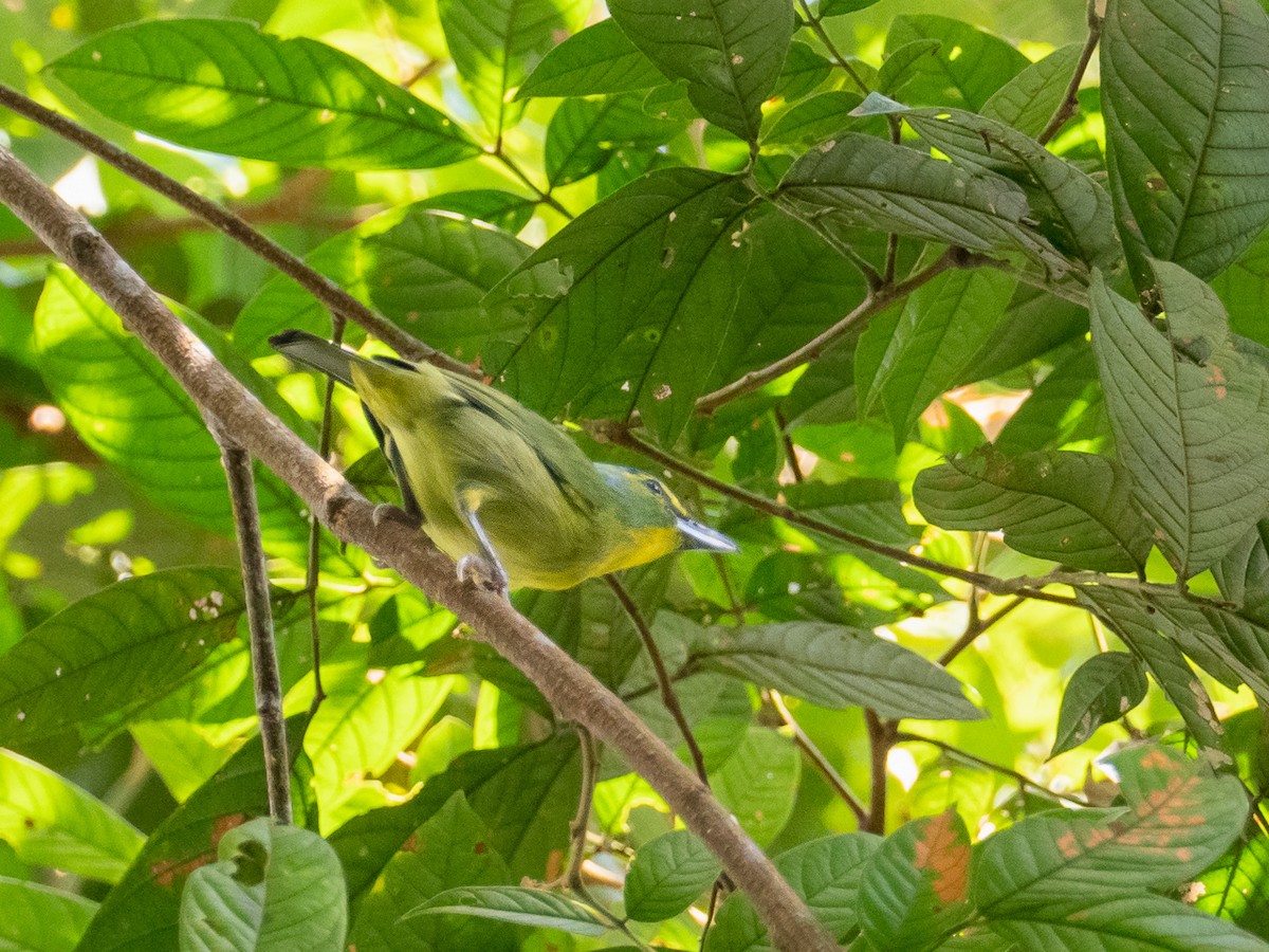 Yellow-browed Shrike-Vireo - ML299056691