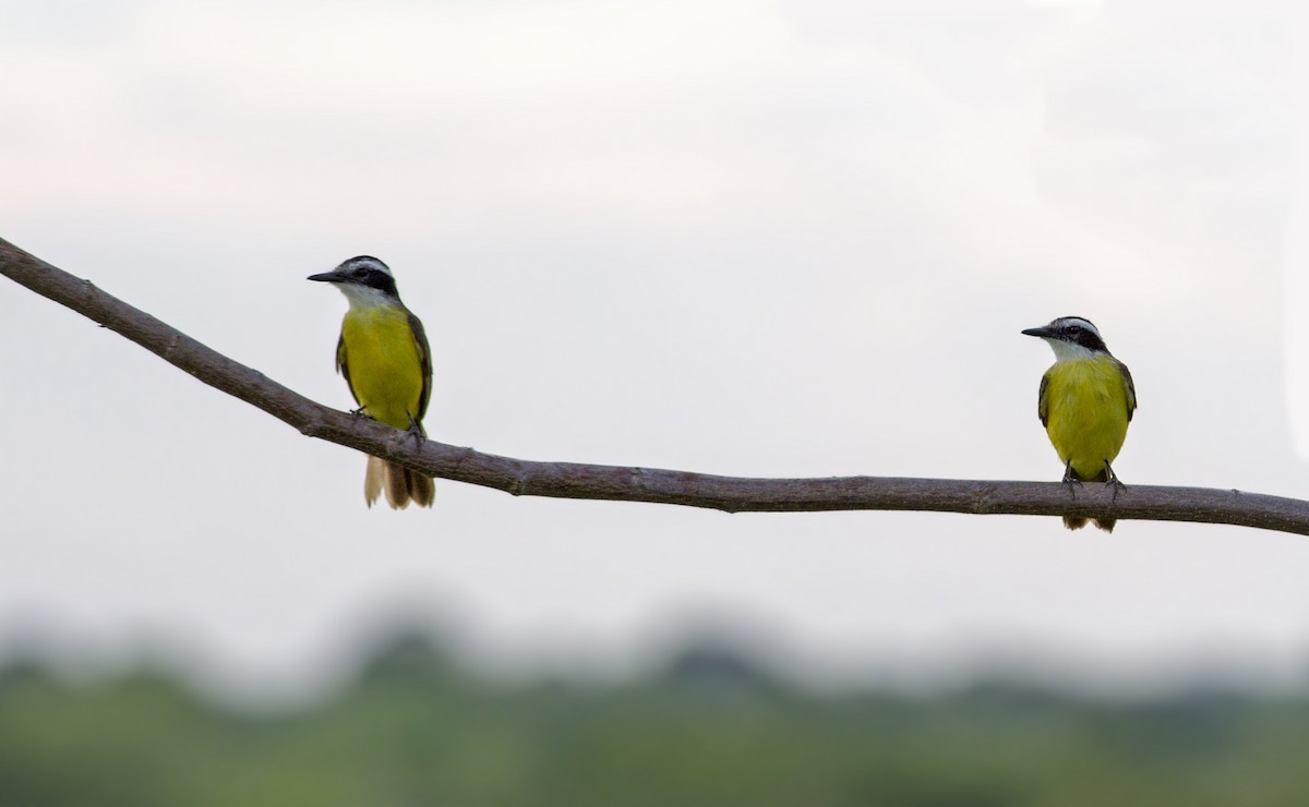 Lesser Kiskadee - Caio Brito