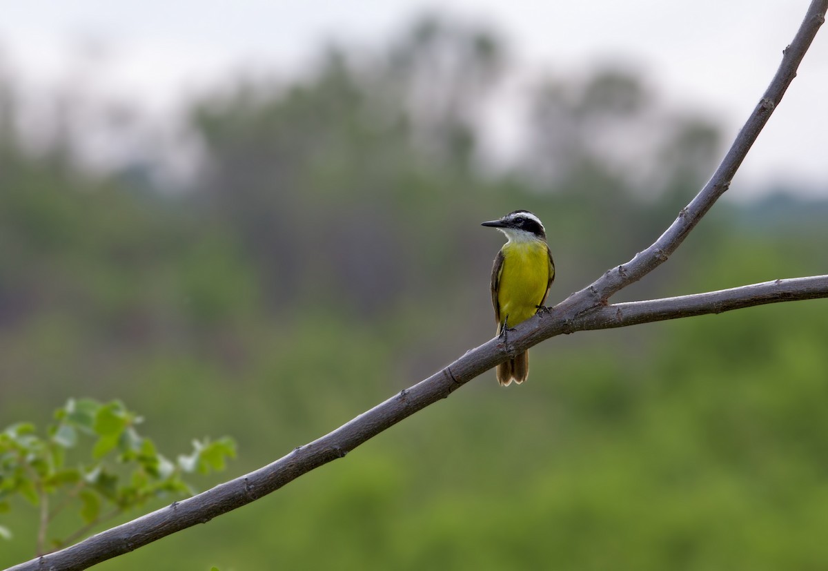 Lesser Kiskadee - Caio Brito