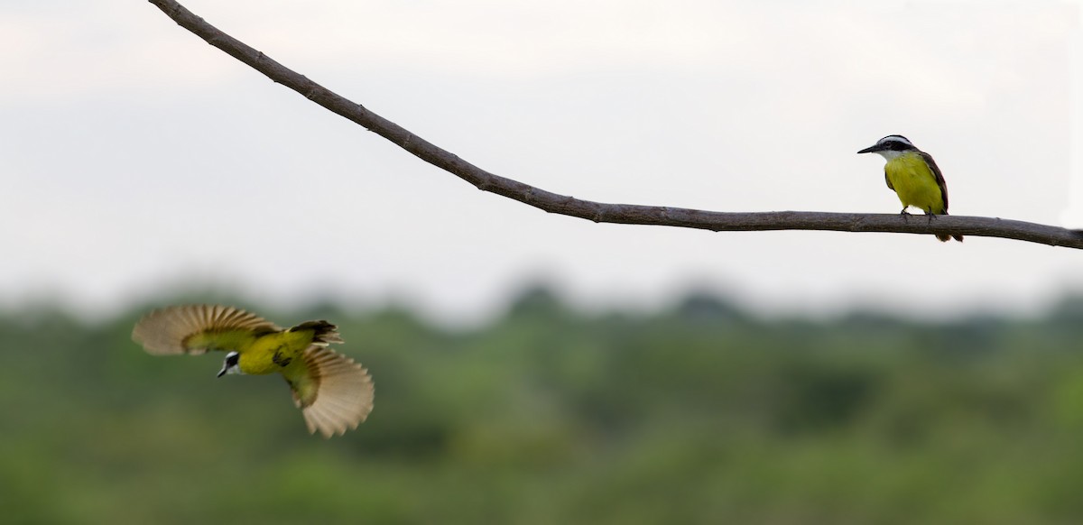 Lesser Kiskadee - Caio Brito