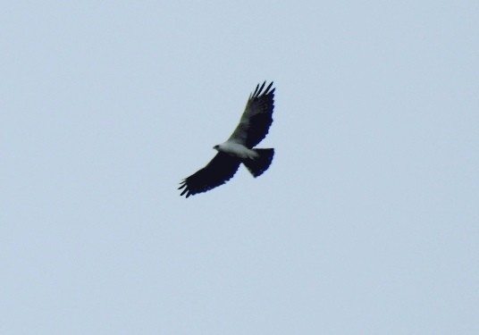 Águila Blanquinegra - ML299057791