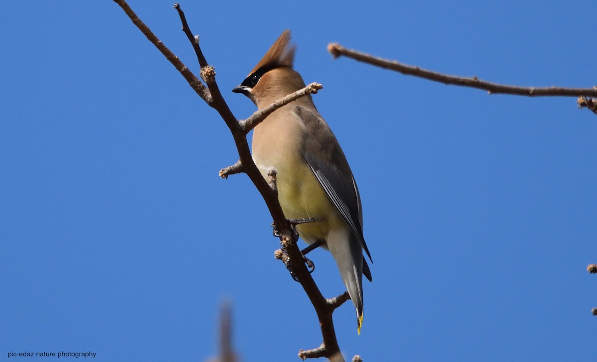 Cedar Waxwing - ML299057951