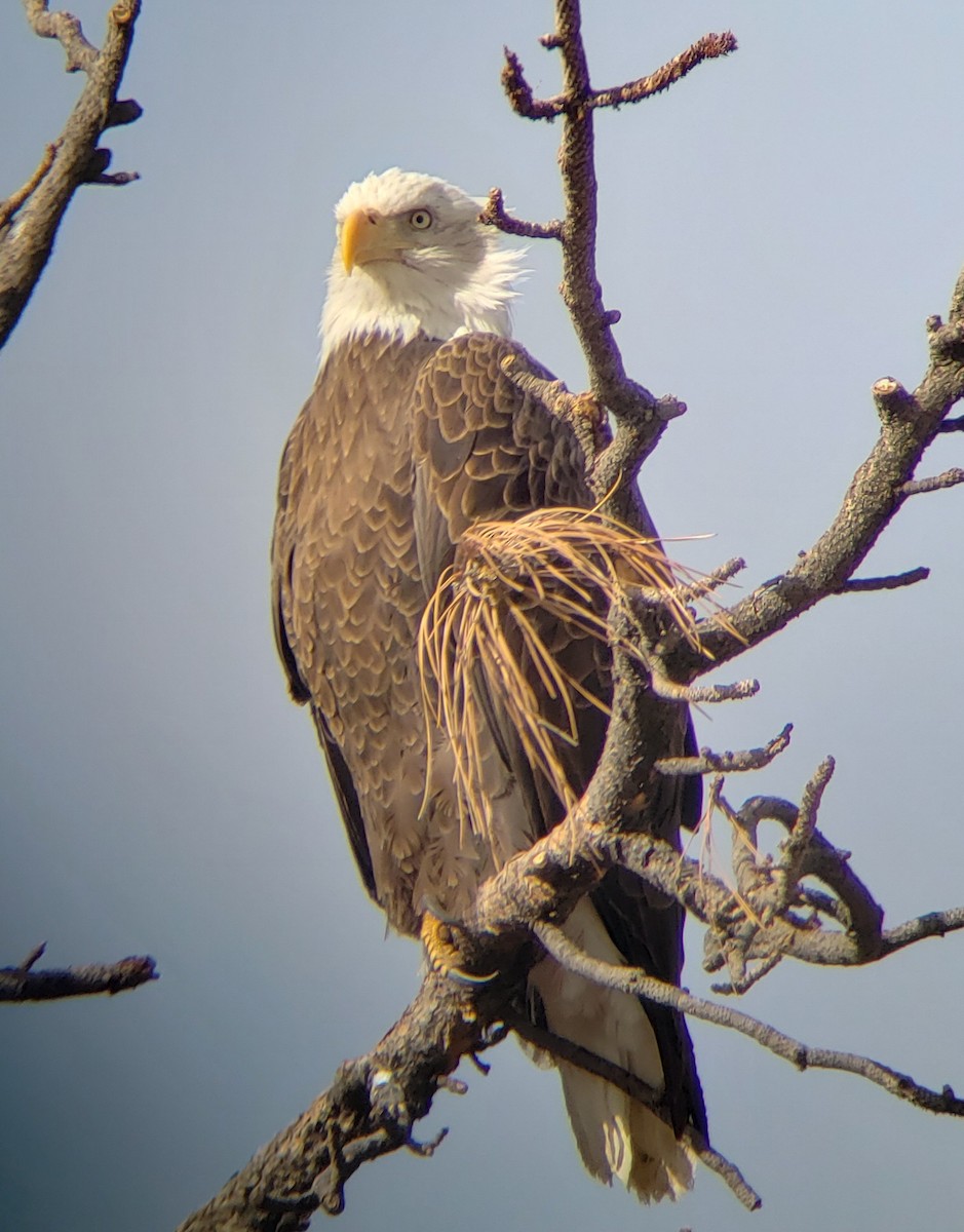 Bald Eagle - Kirsti Aamodt