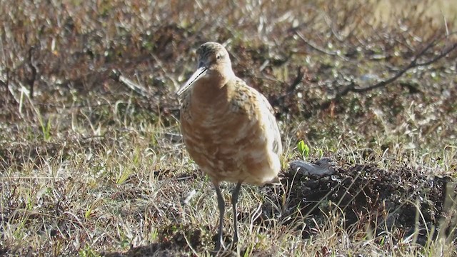 Bar-tailed Godwit - ML299059841