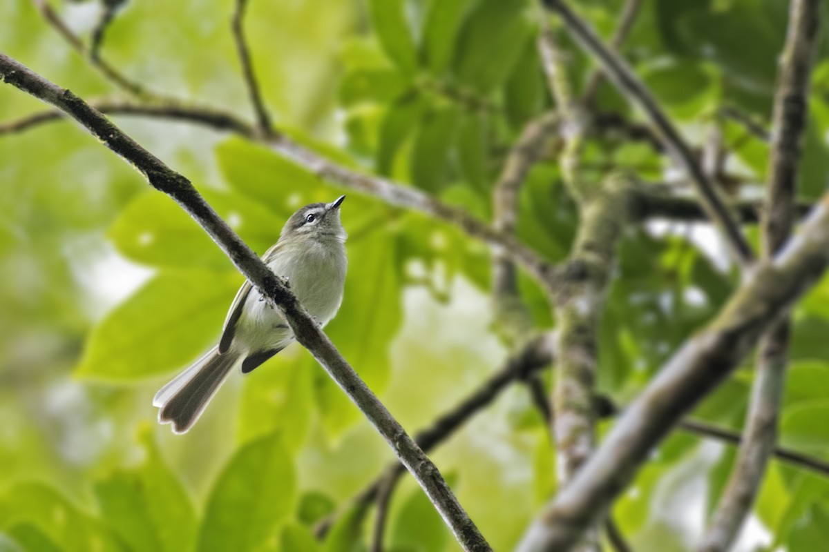 Alagoas Tyrannulet - ML299060011