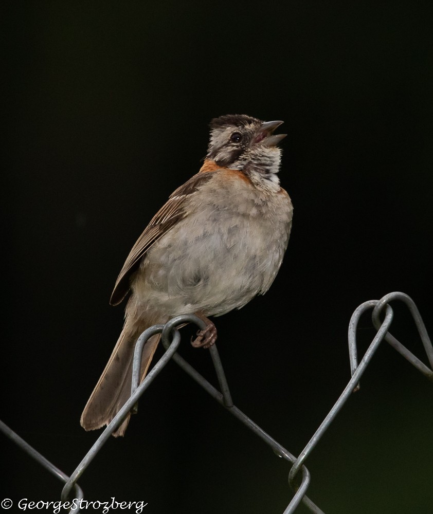 Rufous-collared Sparrow - George Strozberg