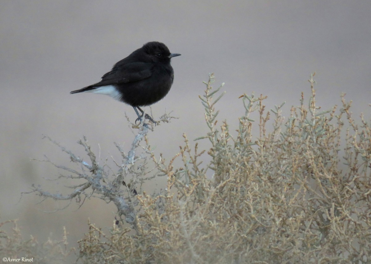 Mourning Wheatear (Basalt) - ML299061211