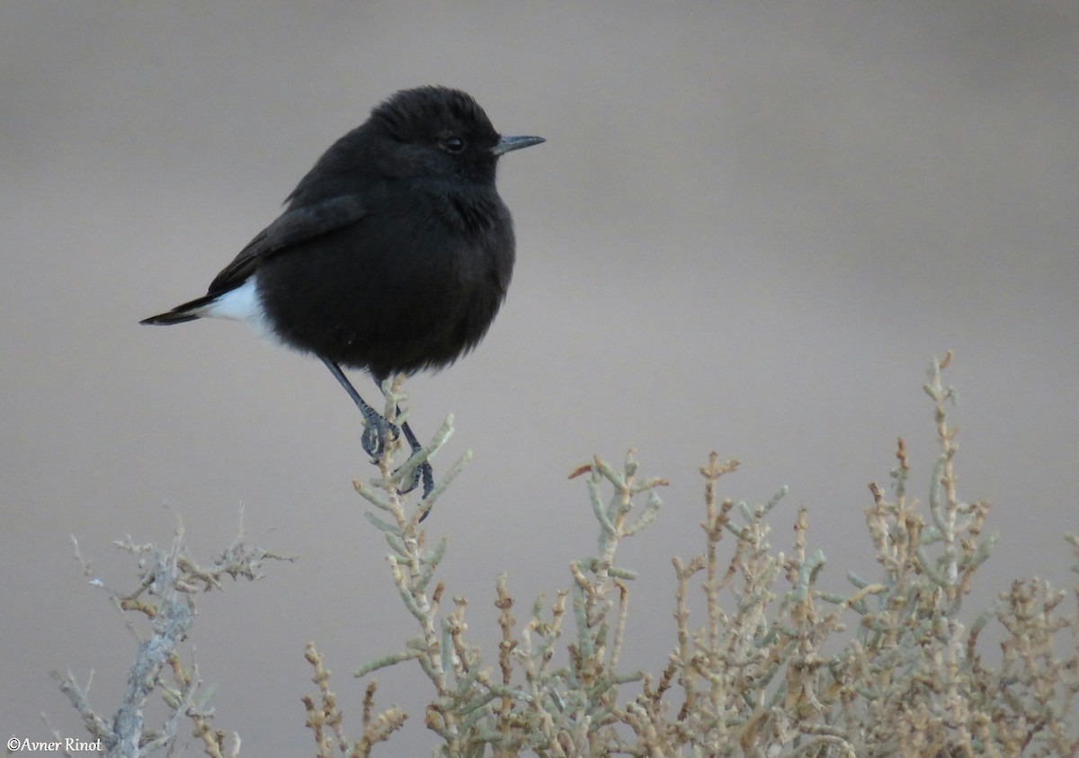 Mourning Wheatear (Basalt) - ML299061321