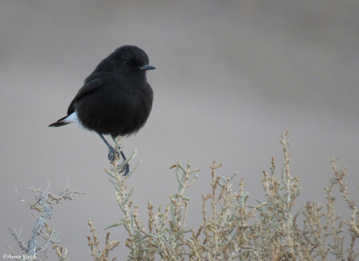Schwarzrücken-Steinschmätzer (Basaltsteinschmätzer) - ML299061331