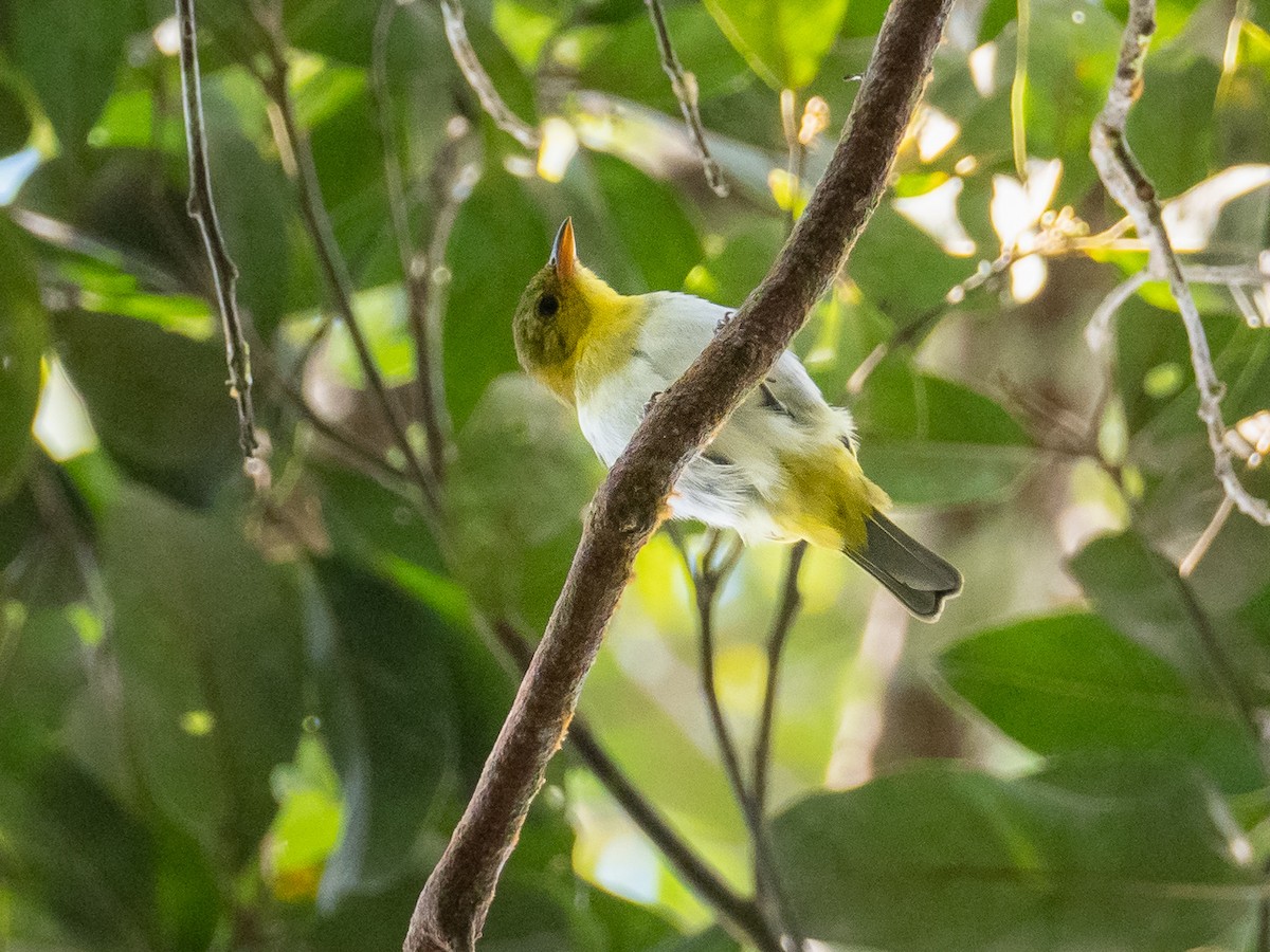 Yellow-backed Tanager - ML299062051