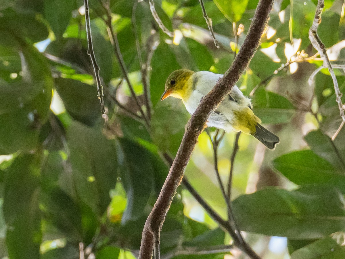 Yellow-backed Tanager - ML299062211