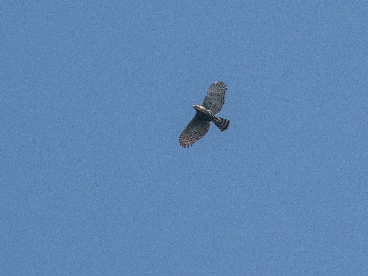 Ornate Hawk-Eagle - ML299062231