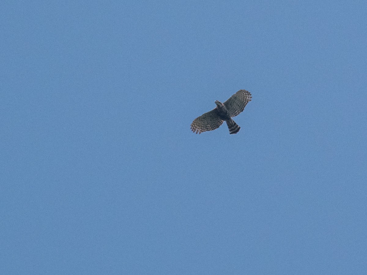 Ornate Hawk-Eagle - ML299062251