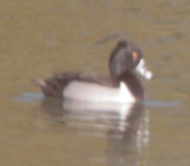 Ring-necked Duck - ML299062281